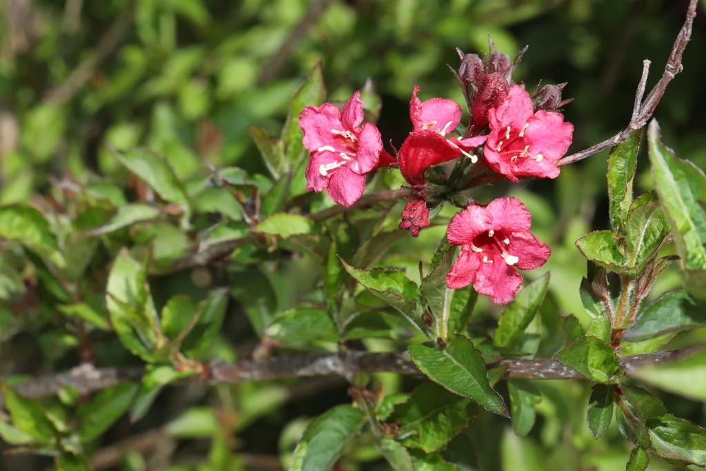 Weigela florida