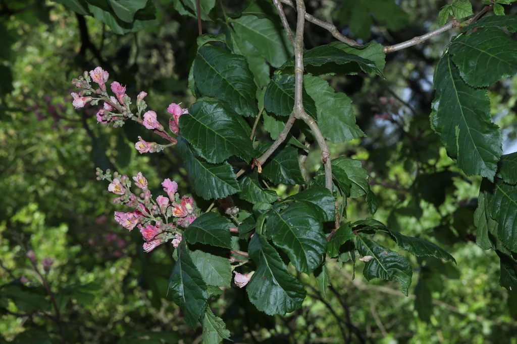 Aesculus X Carnea
