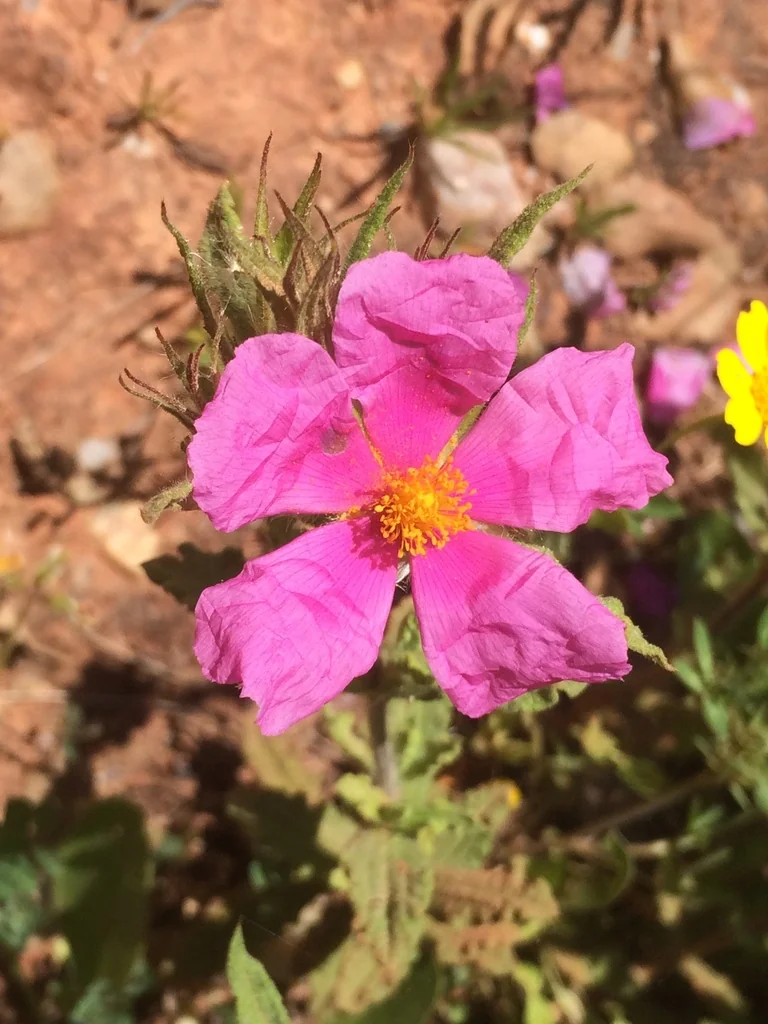 Cistus Crispus