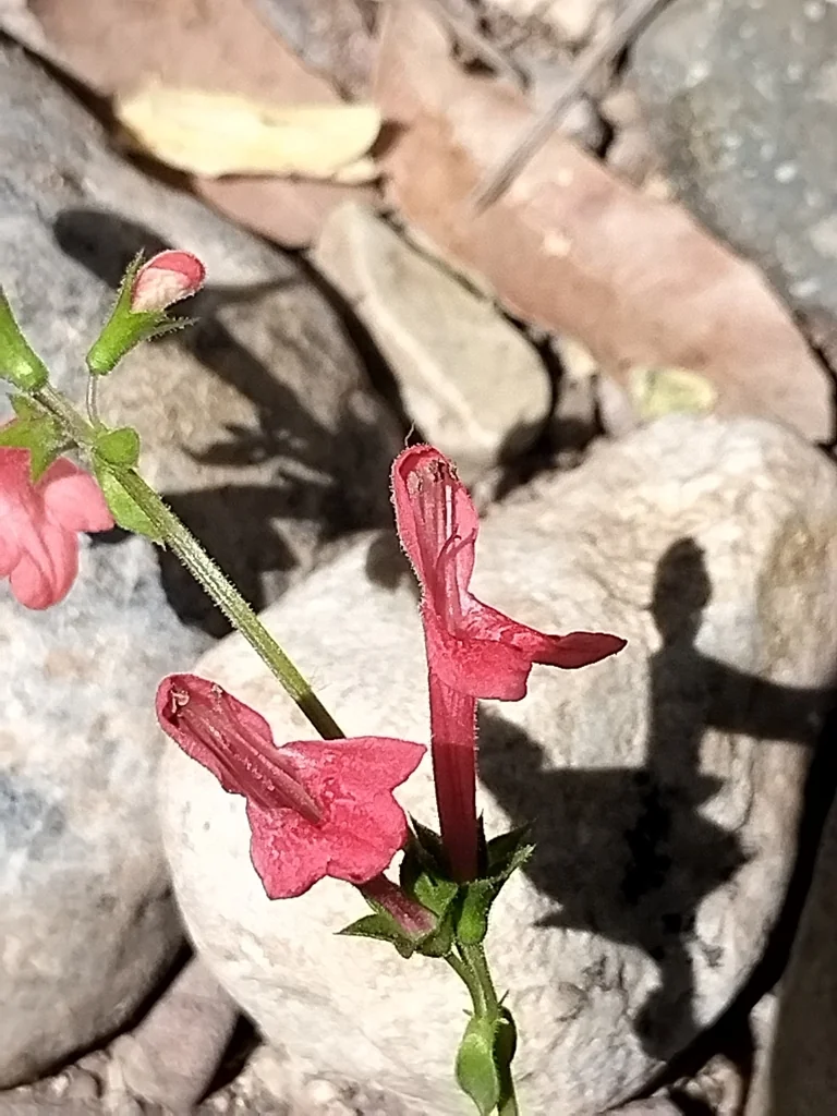 Stachys Coccinea