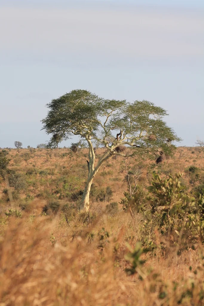 Acacia Xanthophloea