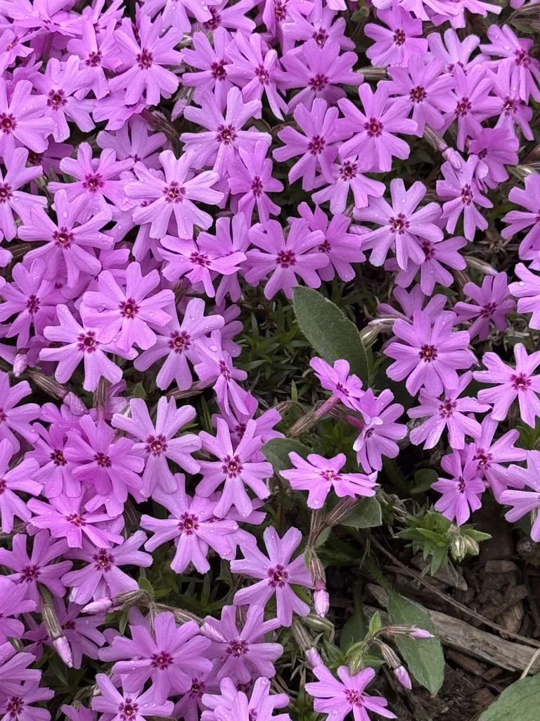 Phlox Subulata