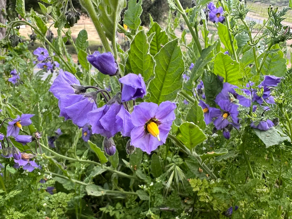 Solanum Xanti
