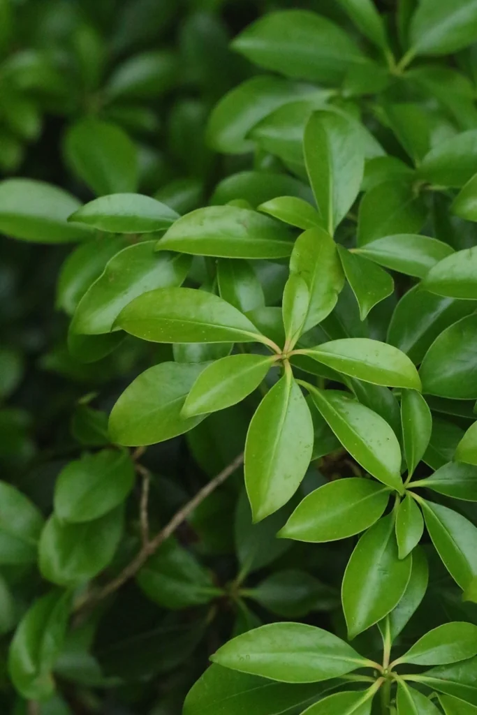 Ternstroemia Gymnanthera