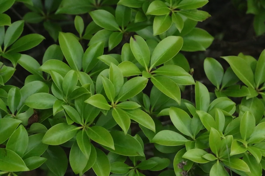 Ternstroemia Gymnanthera