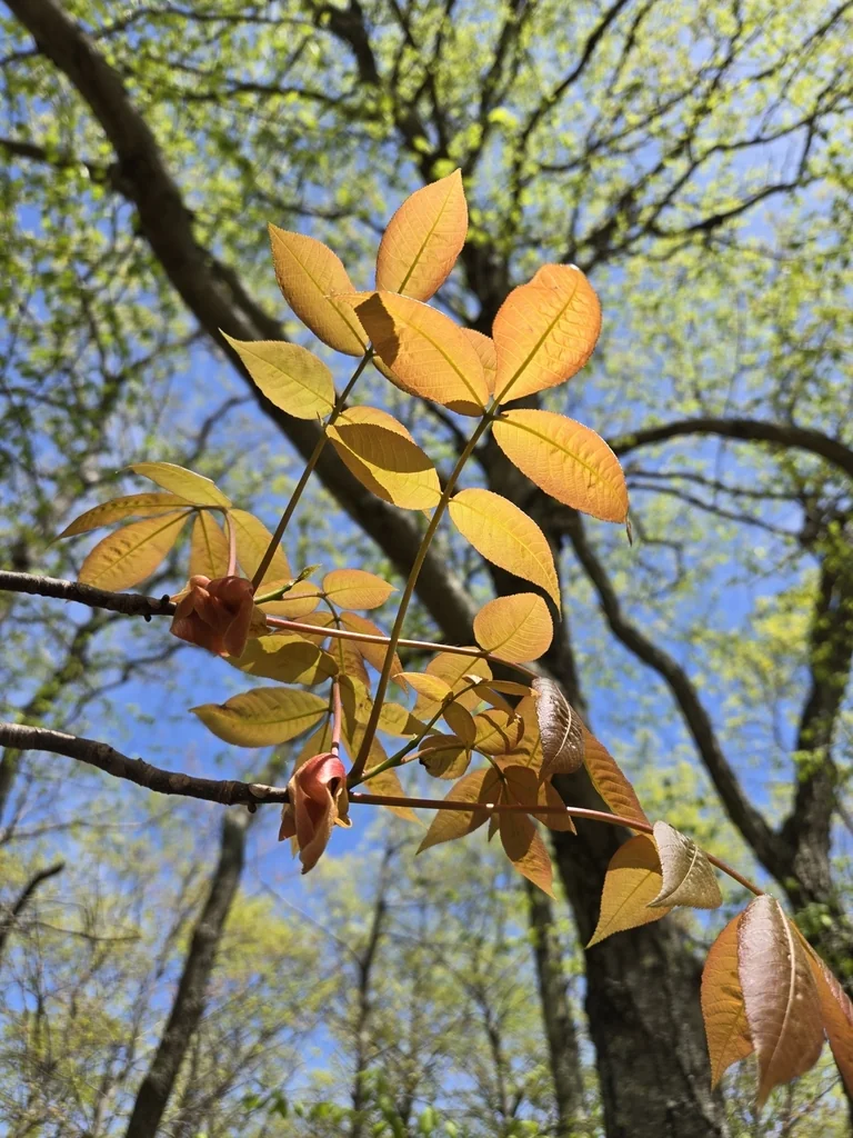 Carya Ovalis