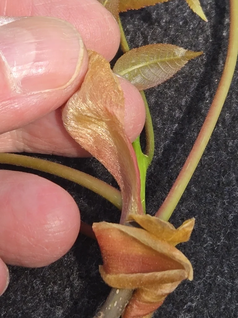 Carya Ovalis