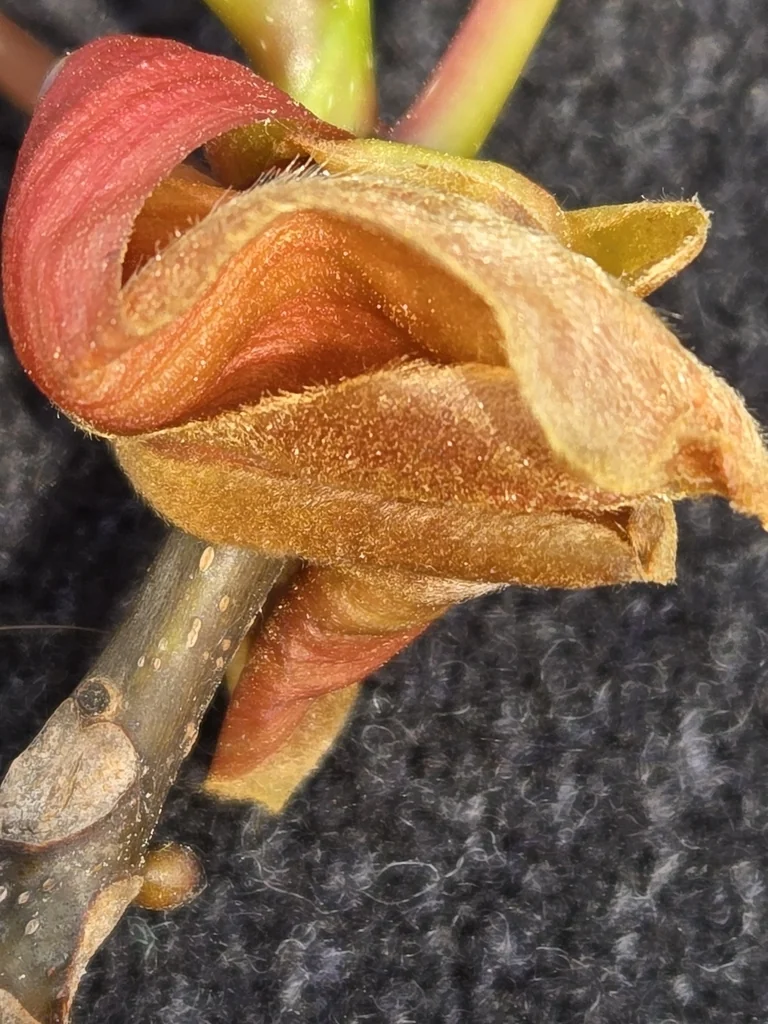 Carya Ovalis