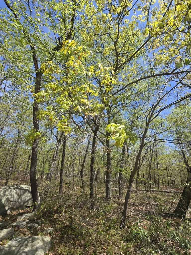 Carya Ovalis