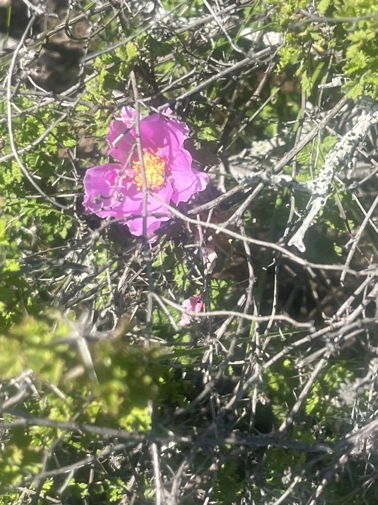 Rosa Minutifolia