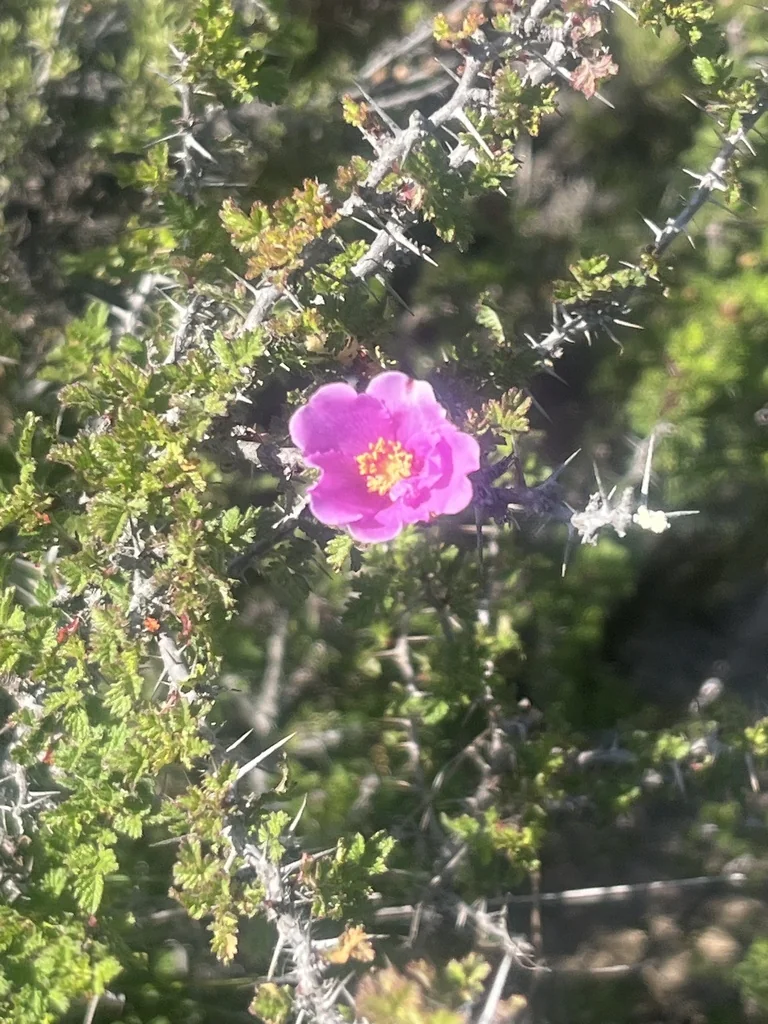 Rosa Minutifolia