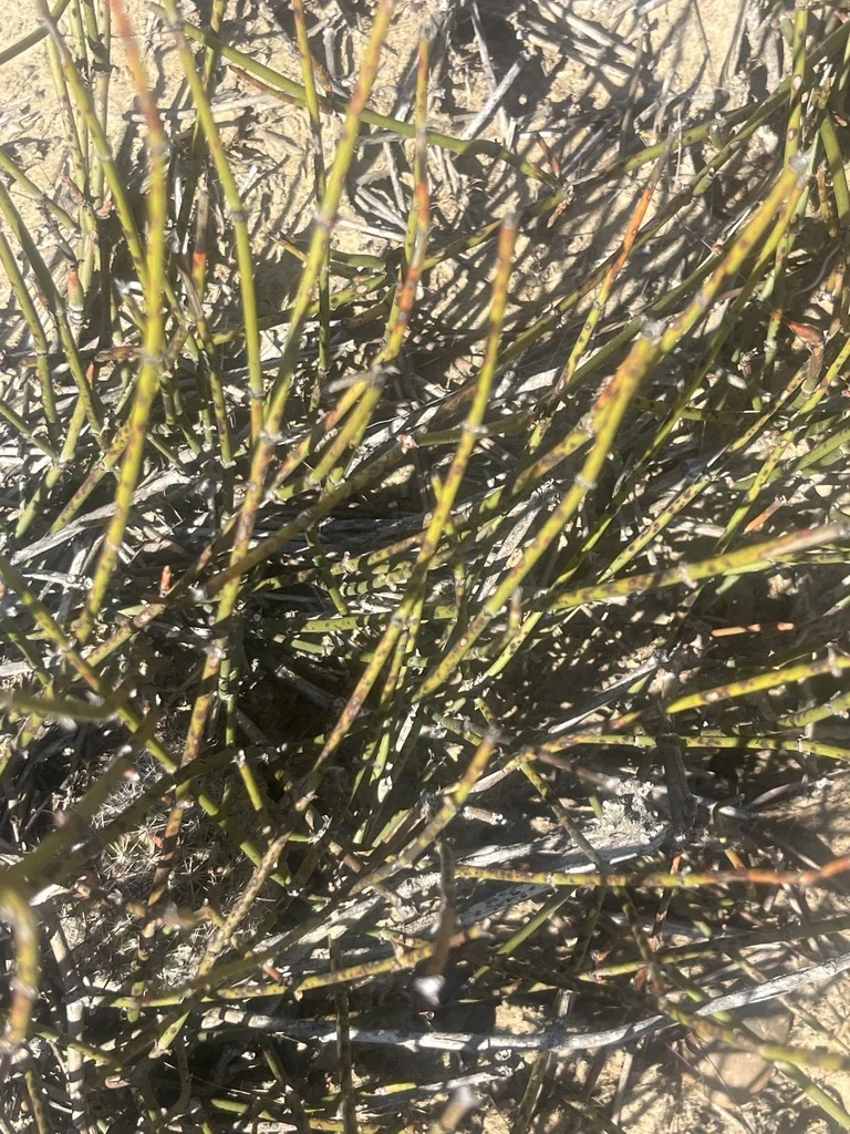 Ephedra Californica