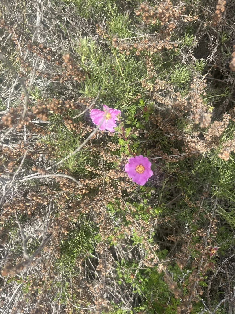 Rosa Minutifolia