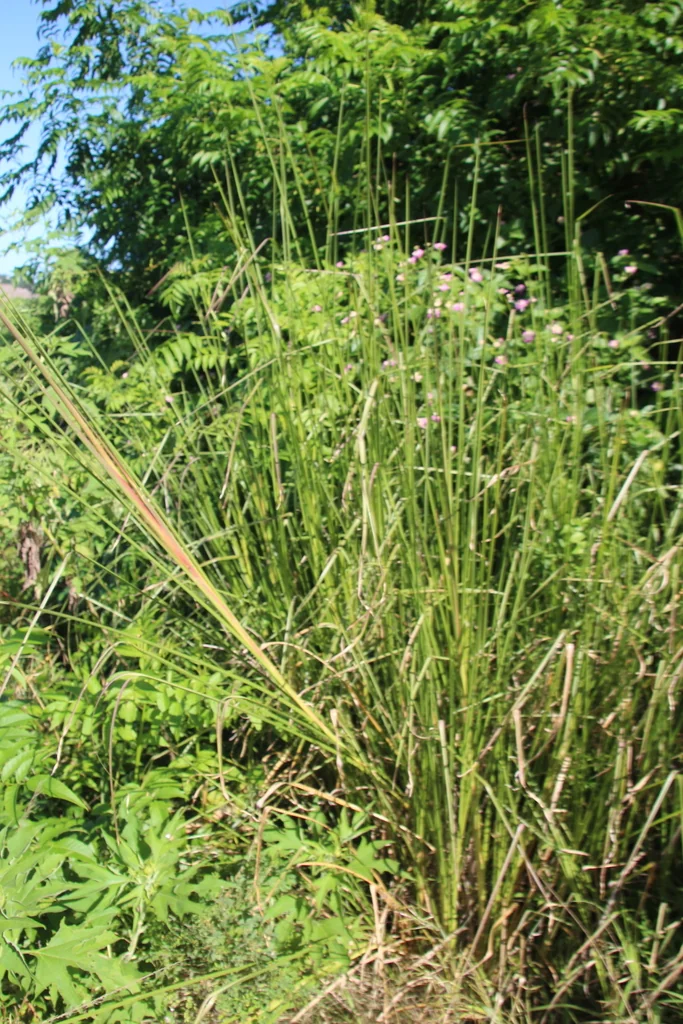 Chrysopogon Zizanioides