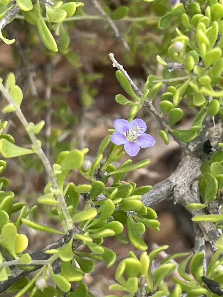 Lycium Brevipes