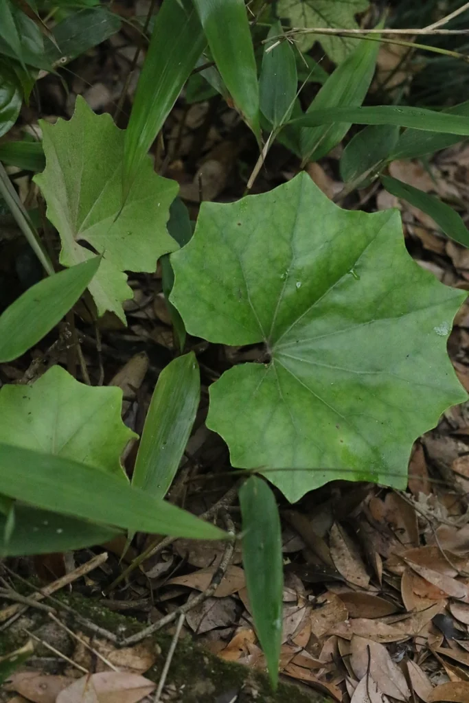 Farfugium Japonicum