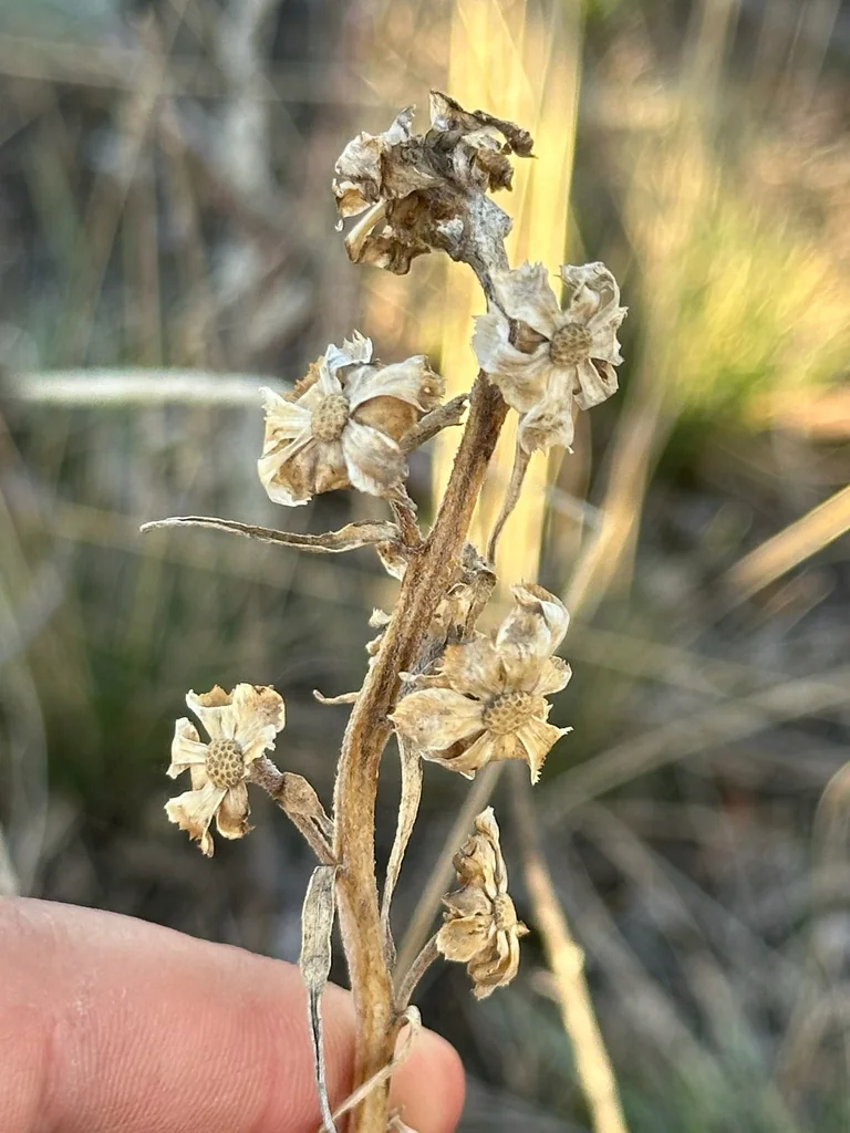 Liatris Ligulistylis
