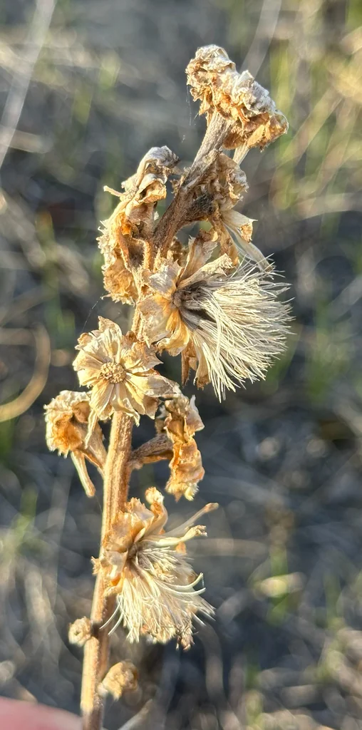 Liatris Ligulistylis