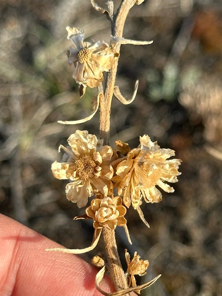 Liatris Ligulistylis