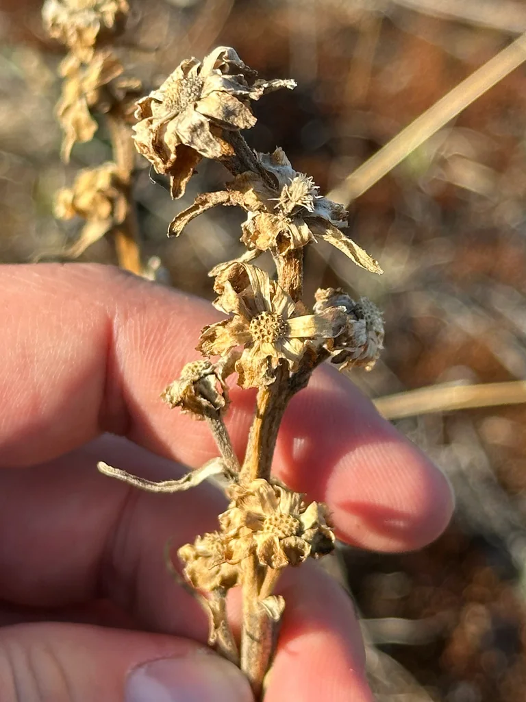 Liatris Ligulistylis