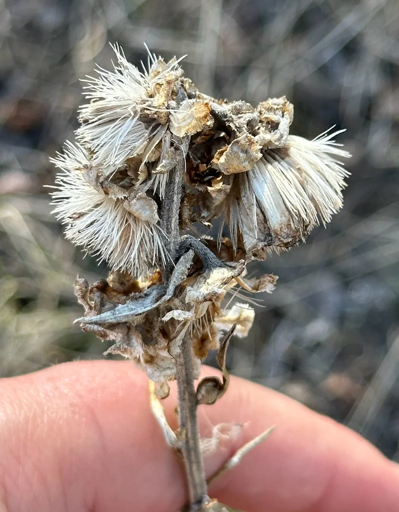 Liatris Ligulistylis