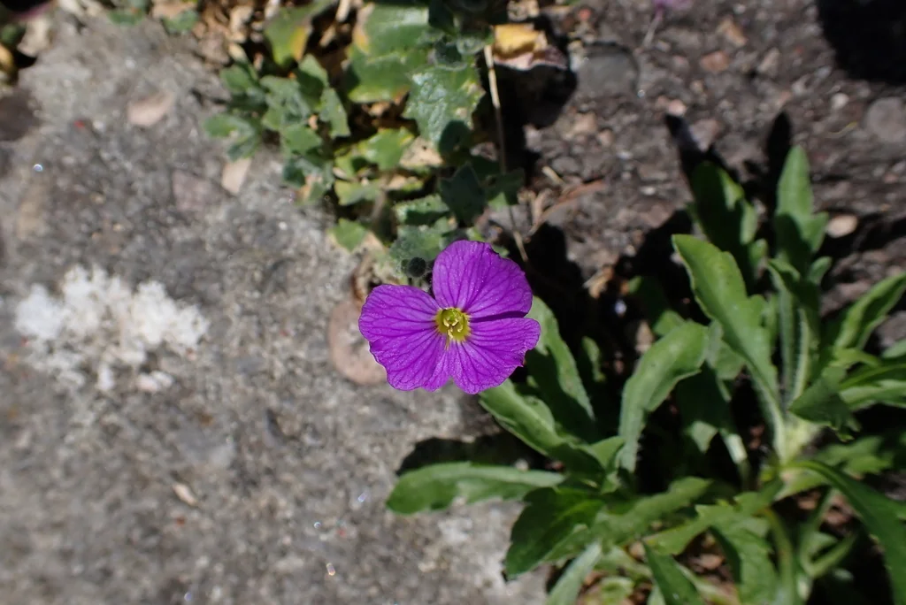 Aubrieta Deltoidea