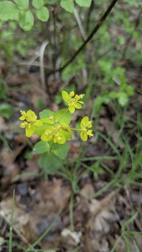 Euphorbia Polychroma