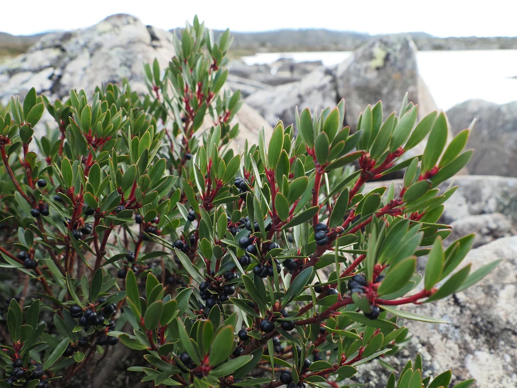 Drimys Lanceolata