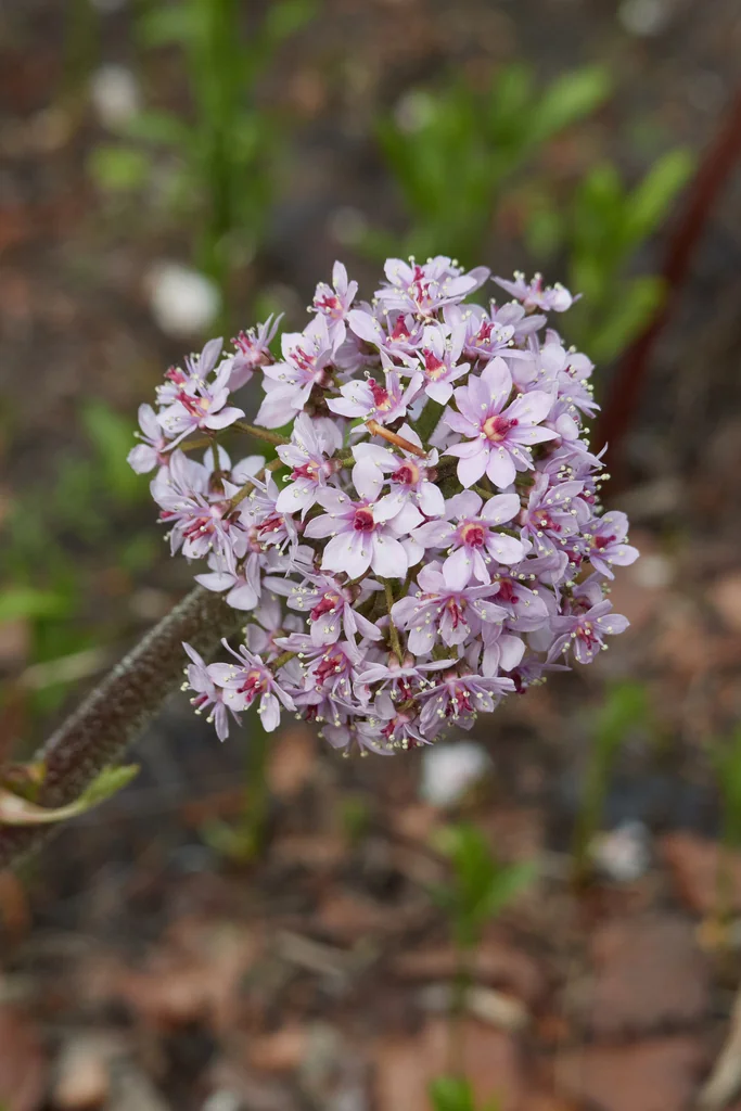 Darmera Peltata