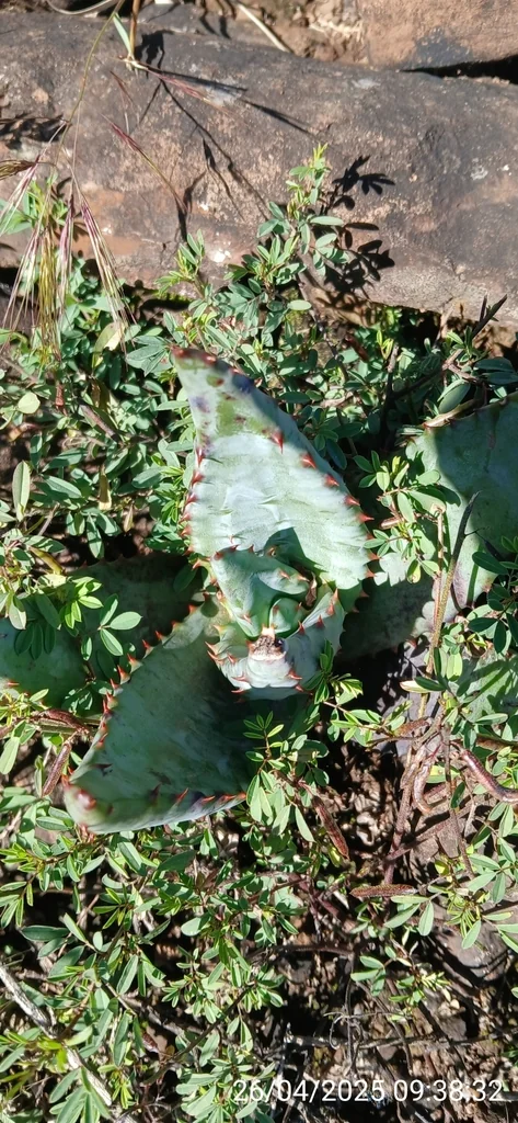 Aloe Ferox