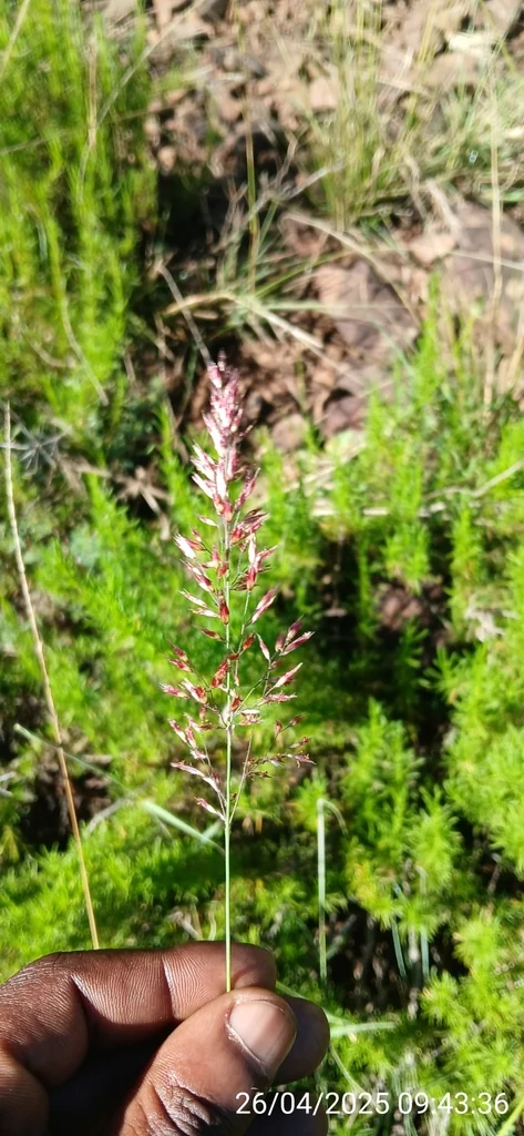 Melinis Nerviglumis