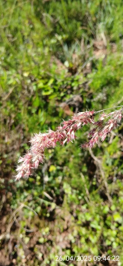 Melinis Nerviglumis
