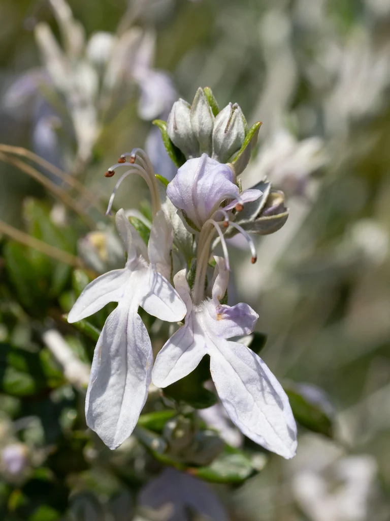 Teucrium Fruticans