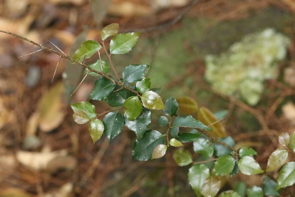 Xylosma Congestum