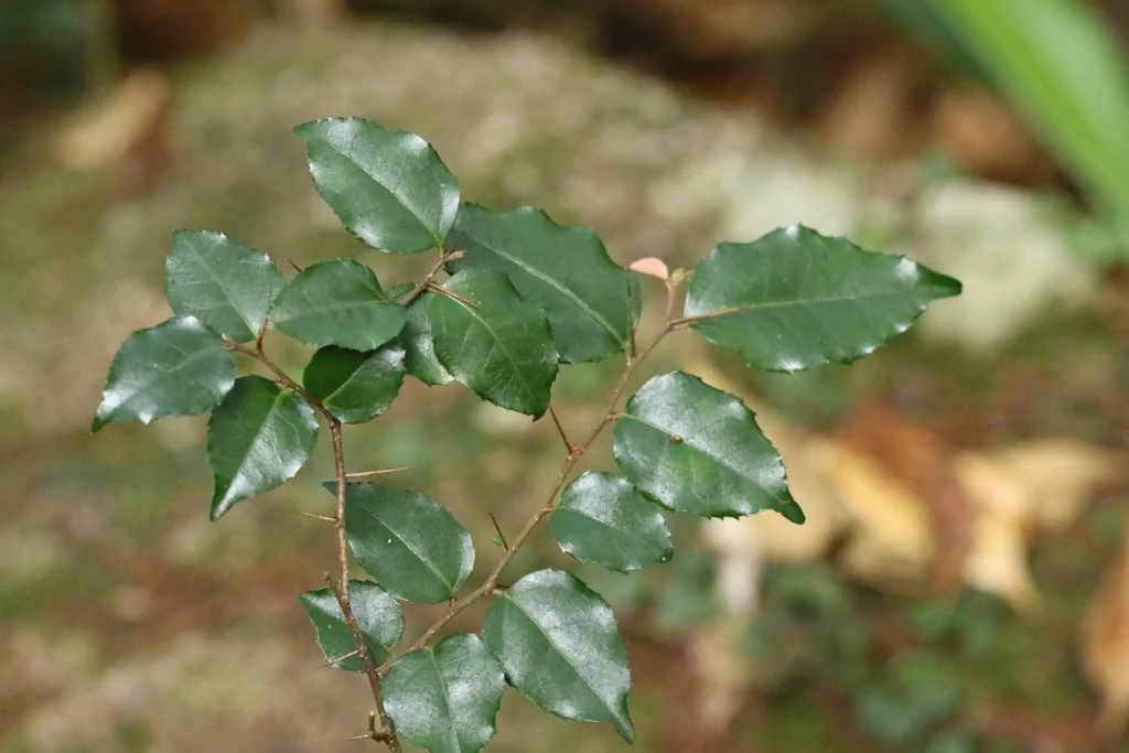 Xylosma Congestum