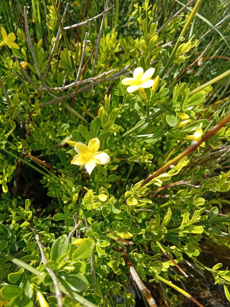 Jasminum Humile