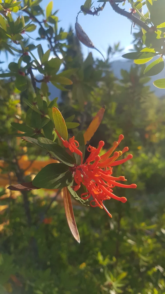 Embothrium Coccineum