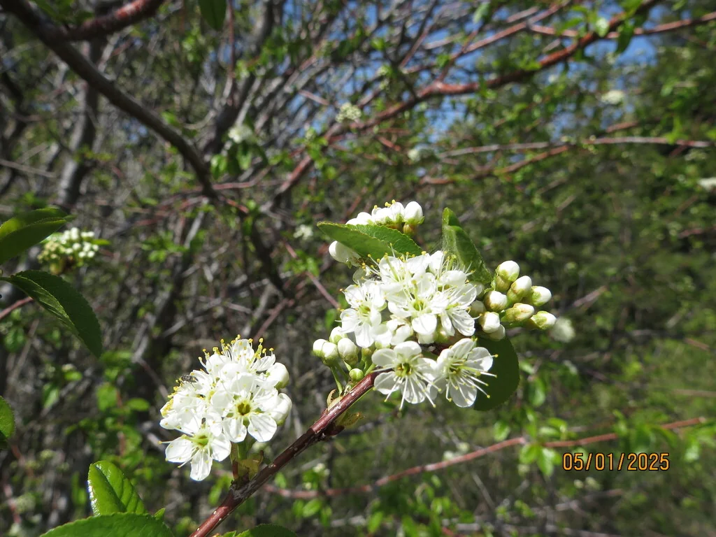 Prunus Emarginata
