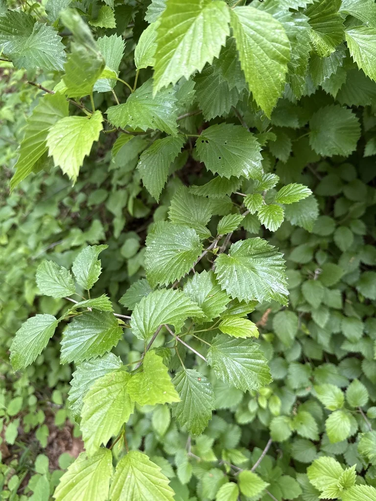 Viburnum Dentatum
