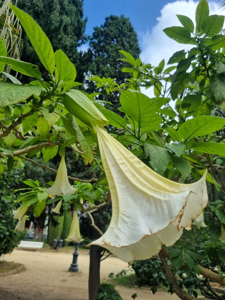 Brugmansia Suaveolens