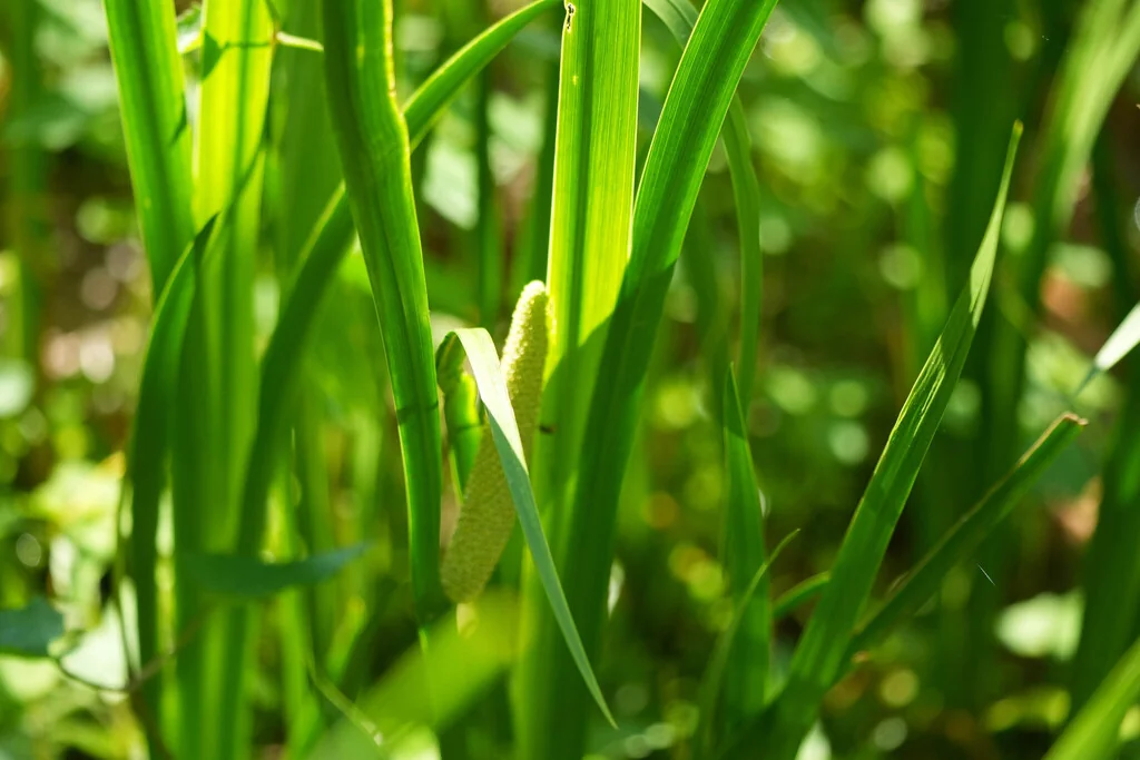 Acorus Calamus