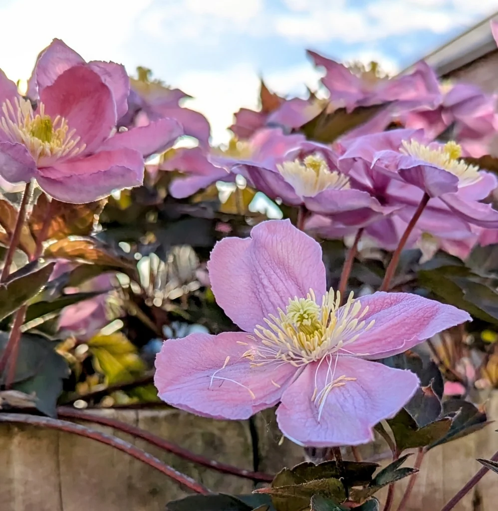 Clematis Montana