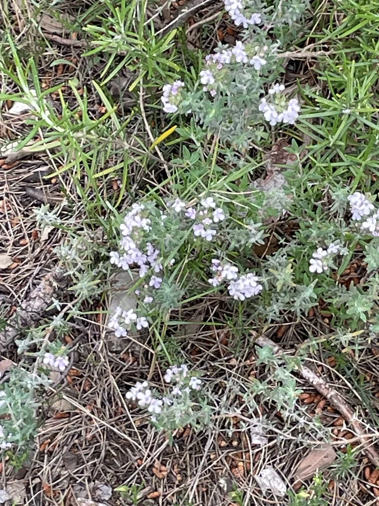 Thymus Vulgaris