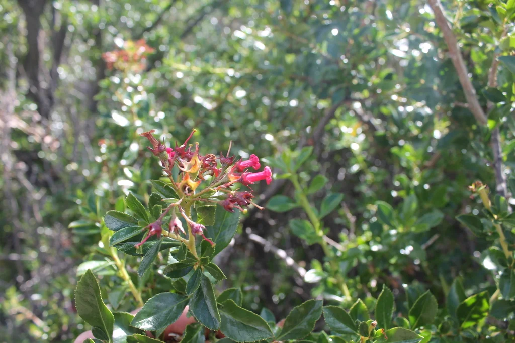 Escallonia Rubra