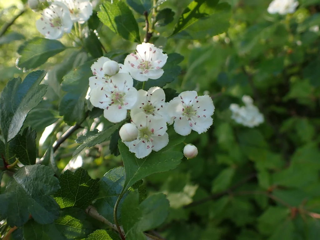 Crataegus Laevigata