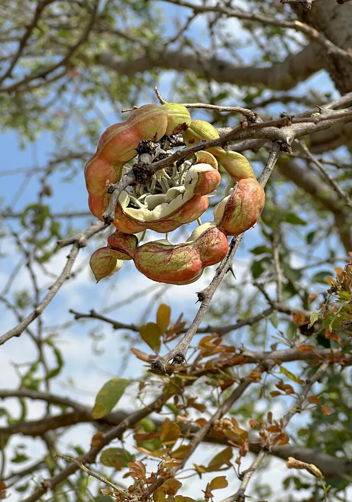 Pithecellobium Dulce
