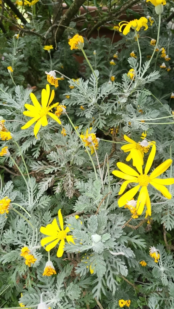 Euryops Pectinatus