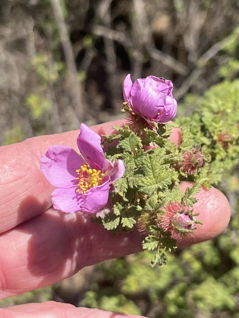 Rosa Minutifolia
