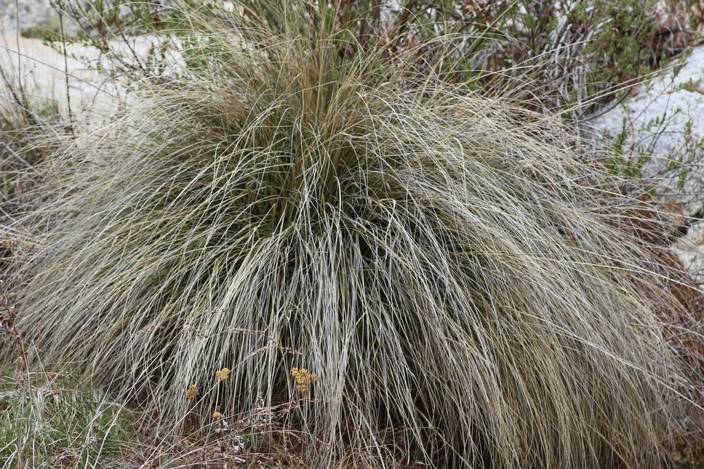 Muhlenbergia Rigens