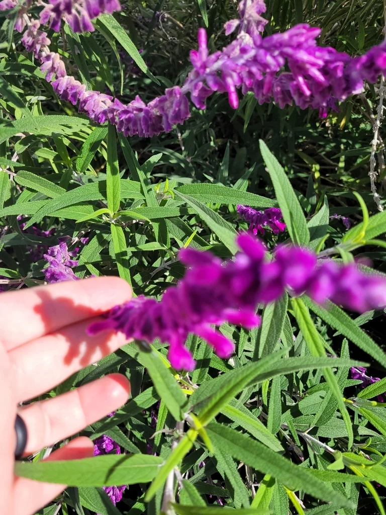 Salvia Leucantha